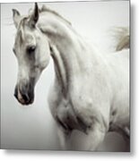 Beautiful White Horse On The White Background Metal Print
