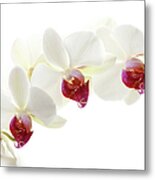 Beautiful White Orchid Xxxl Metal Print