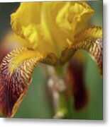 Beauty Of Irises. Maori King Metal Print