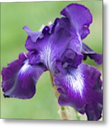 Beauty Of Irises. Winners Circle 2 Metal Print