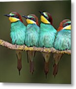 Bee-eater Resting Metal Print