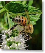 Bee On Blooming White Spike Flowers 3 Metal Print