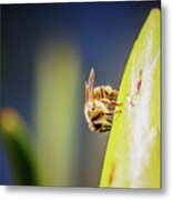 Bee On Protea Metal Print