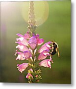 Bee On Purple Flower Metal Print
