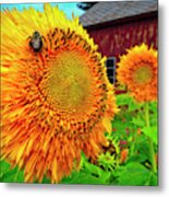 Bee On Sunflower Metal Print