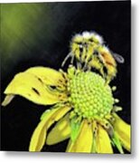 Bee Yellow Metal Print