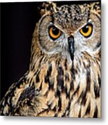 Bengal Eagle Owl Stare Metal Print