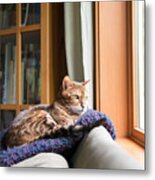 Bengal Mix Cat Relaxing On Indigo Blue Metal Print