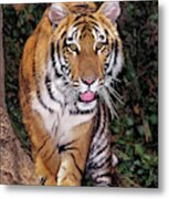 Bengal Tiger By Tree Endangered Species Wildlife Rescue Metal Print