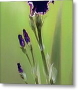 Bi-colored Iris Flower Metal Print