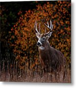 Big Buck In Fall - White Tailed Deer Metal Print