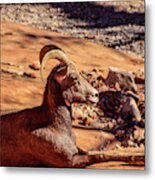 Big Horn Sheep 1, Zion Metal Print