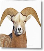 Bighorn Sheep Ram Metal Print