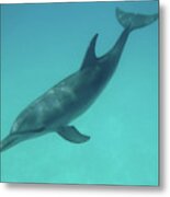 Beautiful Bottlenose Dolphin Near Bimini Metal Print