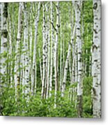 Birch Trees Betula Sp., Summer Metal Print