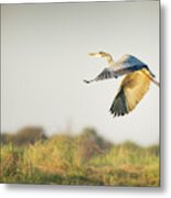 Bird In Flight Metal Print