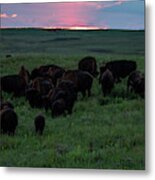 Bison At Sunset Metal Print