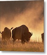 Bison In The Dust Metal Print