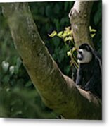 Black And White Colobus Metal Print