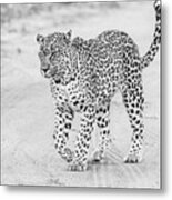 Black And White Leopard Walking On A Road Metal Print