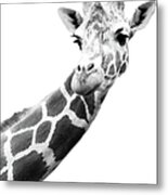 Black And White Portrait Of A Giraffe Metal Print