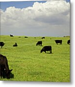 Black Angus Cows Grazing In Open Pasture Metal Print