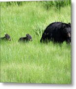 Black Bear And Cubs Metal Print