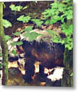 Black Bear In Woods Metal Print