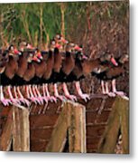 Black Bellied Whistling Ducks Metal Print