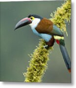 Black-billed Mountain Toucan Metal Print