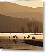 Black-necked Cranes Metal Print