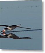 Black Skimmer, Skimming For A Meal Metal Print