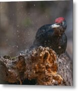 Black Woodpecker Lunch Metal Print