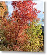 Blazing Maples In The Canyon Metal Print