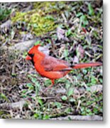 Blessed By Red - Male Northern Cardinal Metal Print