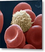 Blood Cells Metal Print