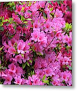 Bloom Of Rhododendron Kirin Metal Print