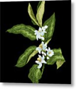 Blooming Citrus Branch Metal Print