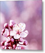 Blossom Metal Print