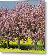 Blossoming Cherry Trees In Rapeseed Metal Print