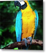 Blue And Gold Macaw Metal Print