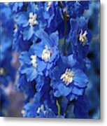 Blue Colored Delphinium Cobalt Dreams Metal Print