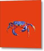 Blue Crab Orange Sand Metal Print