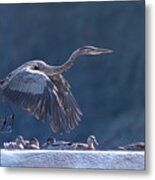 Blue Heron Taking Off Metal Print