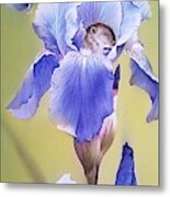Blue Irises With Sleeping Baby Mouse Metal Print