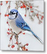 Blue Jay In Wild Apple Tree Metal Print