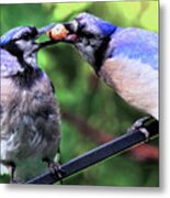 Blue Jays Wooing 2 Metal Print