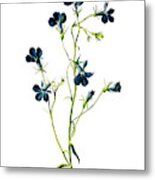 Blue Lobelia Flower Metal Print