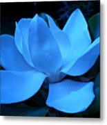 Blue Magnolia Metal Print