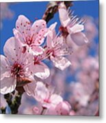 Blue Sky Blossom Metal Print